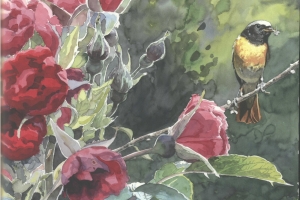 Reproducerad akvarell/giclée - Rödstjärthane i rosenbuske